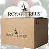 Choinka sztuczna Premium Royal Trees 220 cm świerk naturalny, drzewko świąteczne jak żywe
