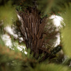 Choinka sztuczna Premium Royal Trees 180 cm świerk syberyjski, drzewko świąteczne